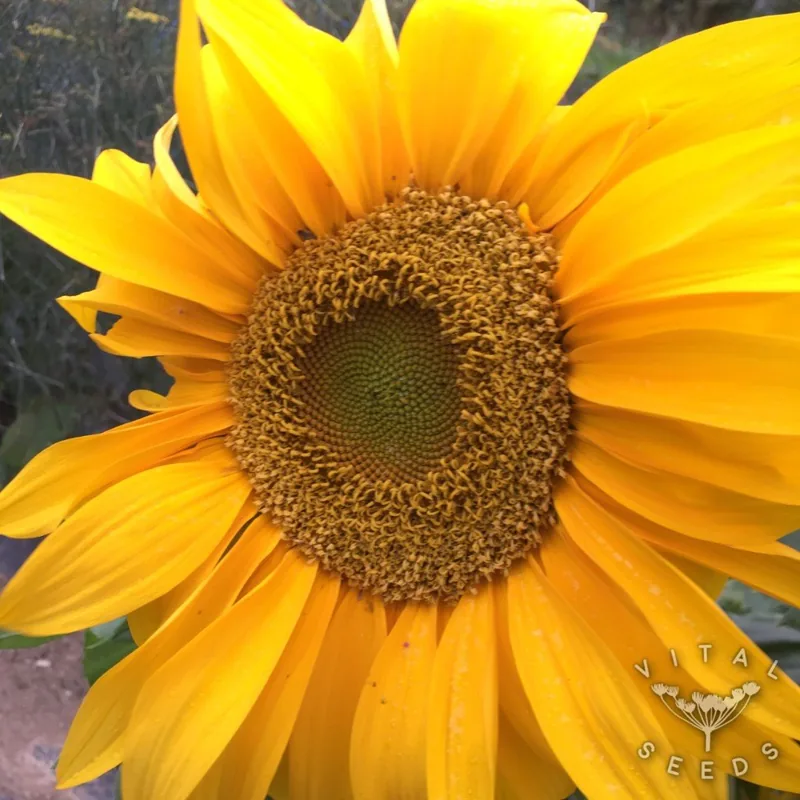 Giant Yellow