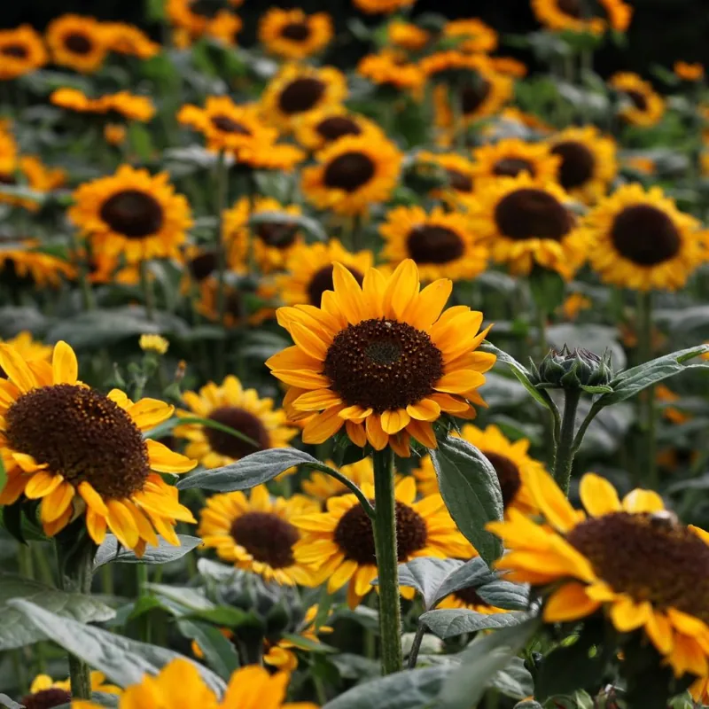 Sonja (Helianthus annuus), organic open-pollinated seeds.