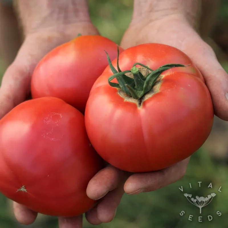 Berner Rose (solanum lycopersicum), organic open-pollinated seeds.