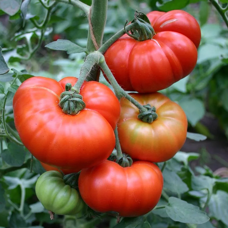 Marmande
