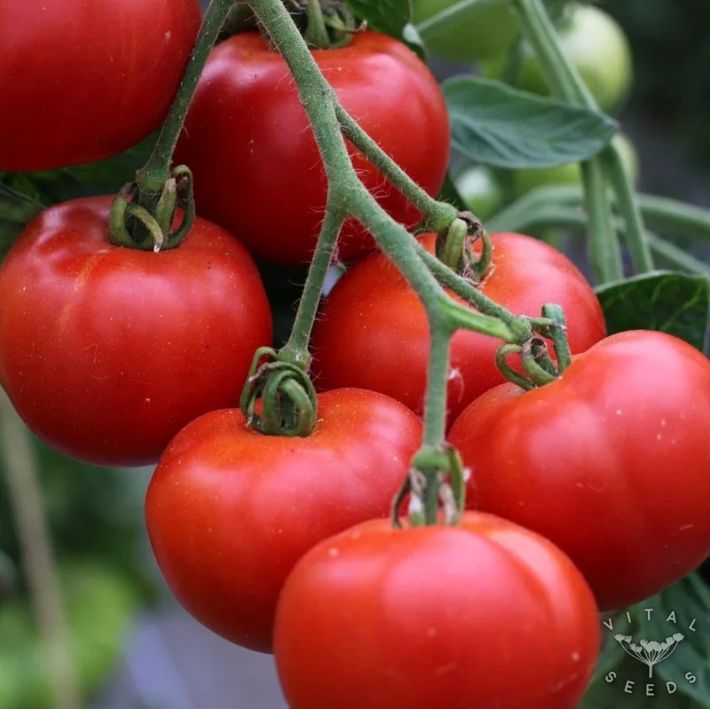 Matina (Solanum lycopersicum), organic open-pollinated seeds.