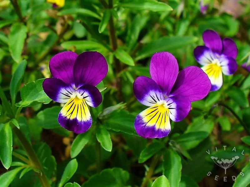 Viola / Wild Pansy