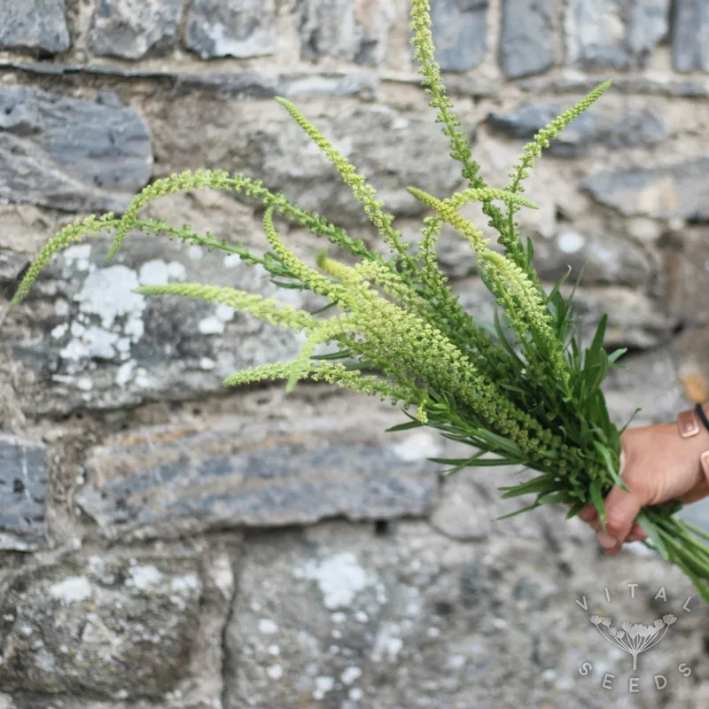 Weld (Reseda luteola), organic open-pollinated seeds.