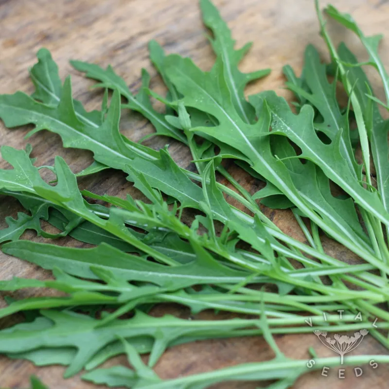 Wild Rocket (Diplotaxis tenuifolia), organic open-pollinated seeds.