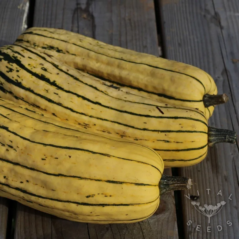 Delicata Zeppelin