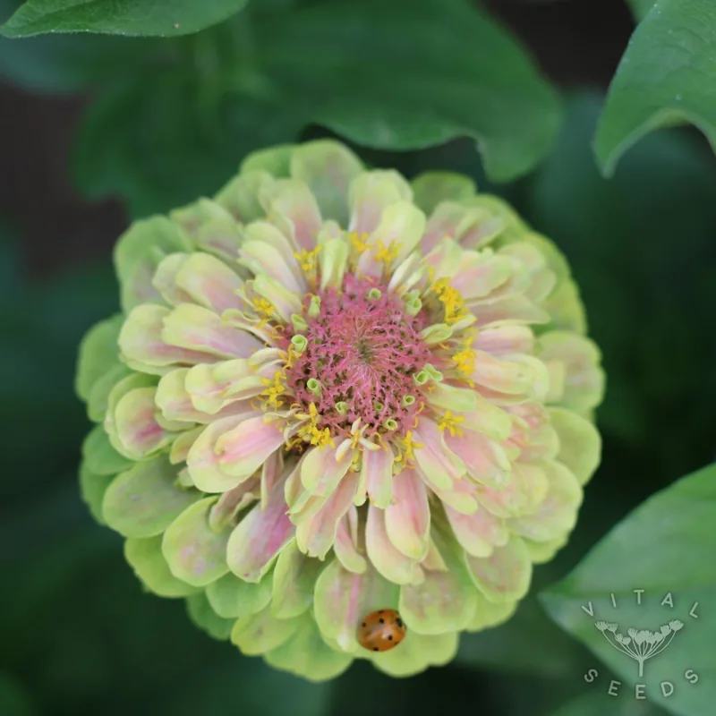 Queen Blush Lime
