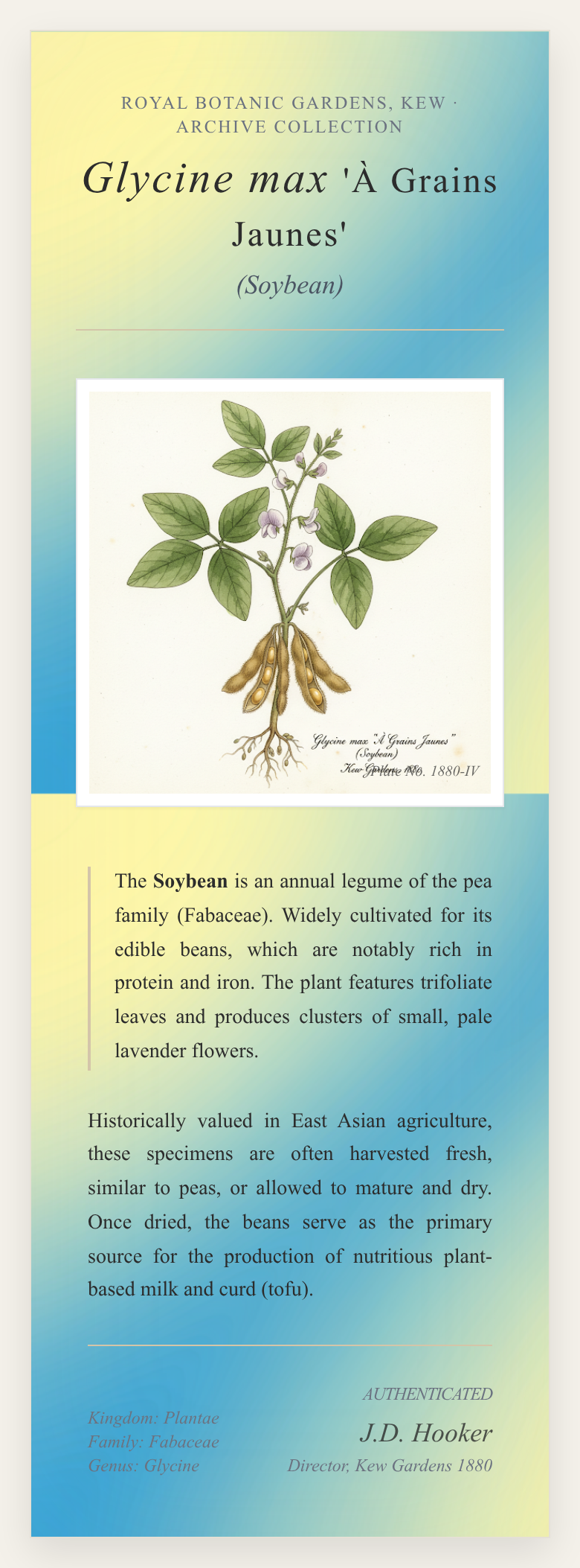 Aquarelle À Grains Jaunes