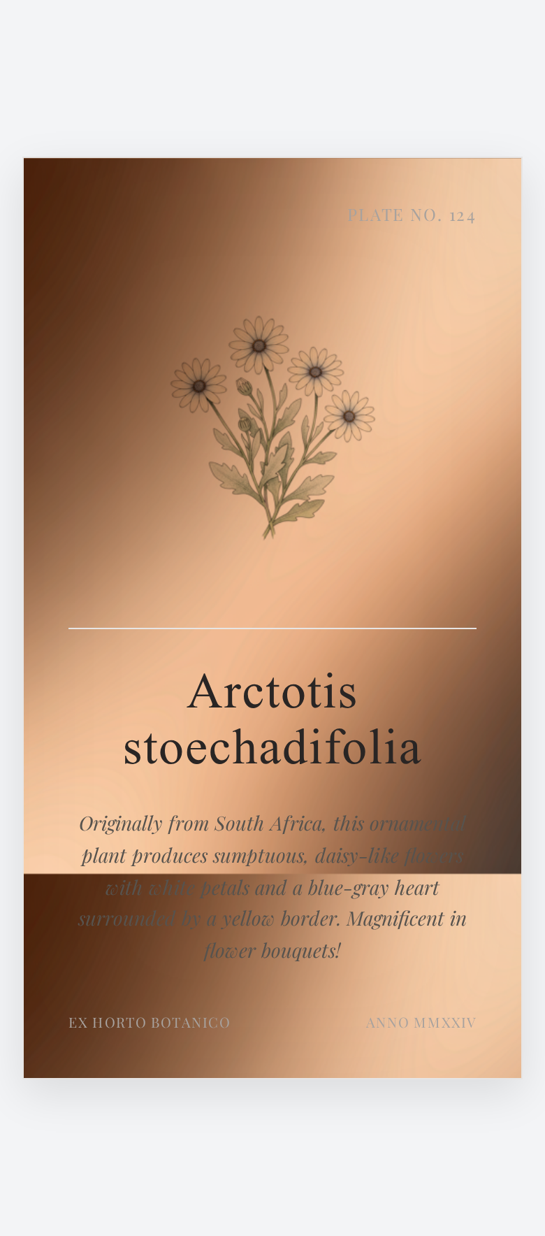 Graines de African Daisy Arctotis White