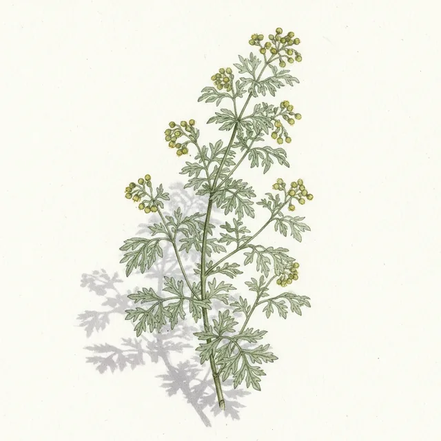 Armoise Annuelle Artemisia ab - Plant, illustration botanique