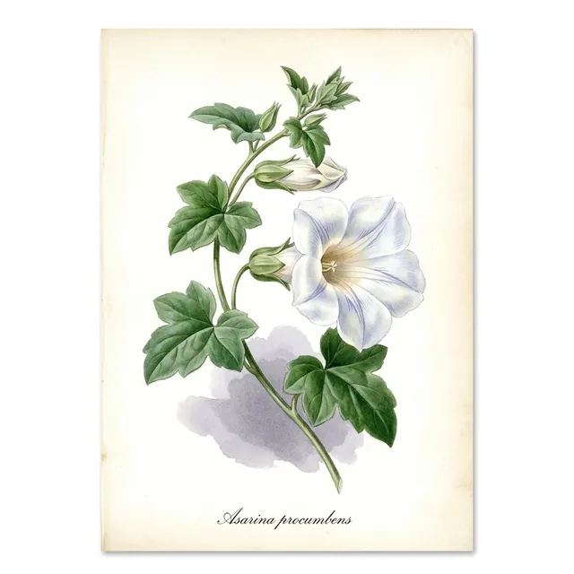 Asarine Blanche, illustration botanique