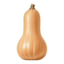 Courge Butternut