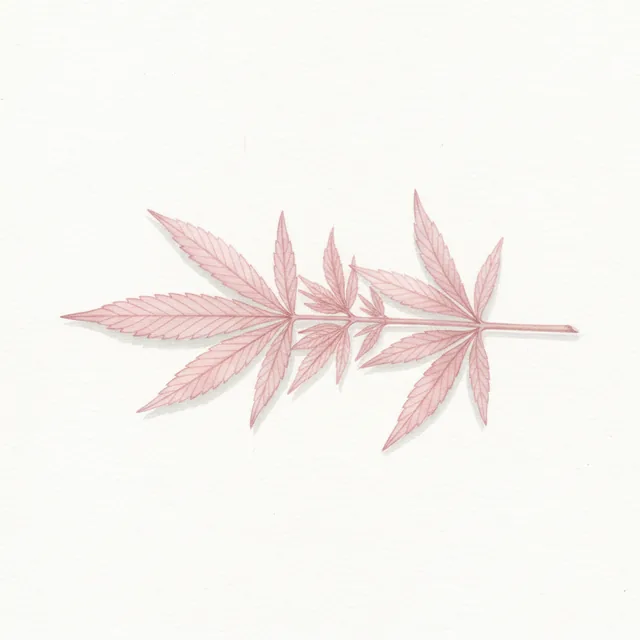 CHANVRE KOMPOLTI CBD NT - Cannabis sativa, illustration botanique