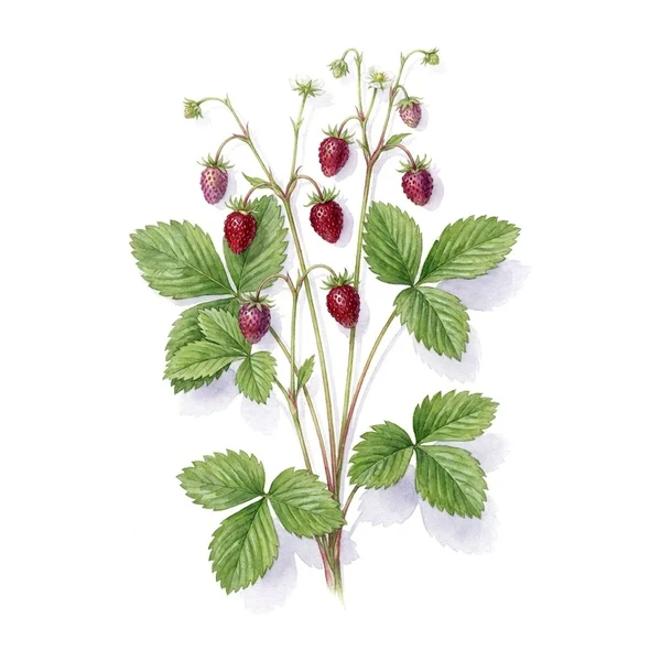 Aquarelle botanique du fraisier Reine des Vallées