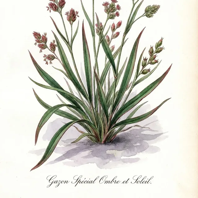 Gazon Special Ombre et Soleil, illustration botanique