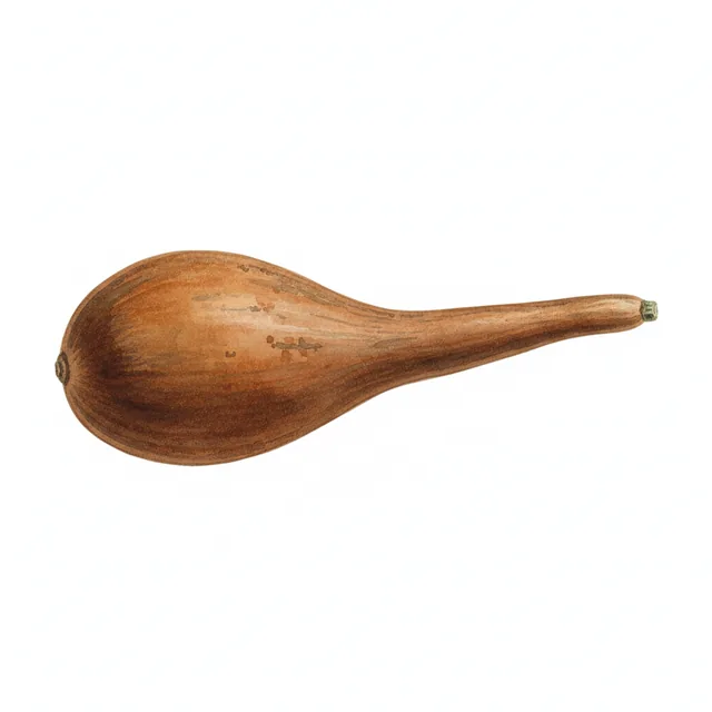 Gourde ou Calebasse Poire A Poudre, illustration botanique