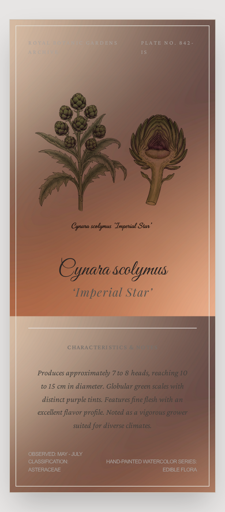 Graines de Imperial Star
