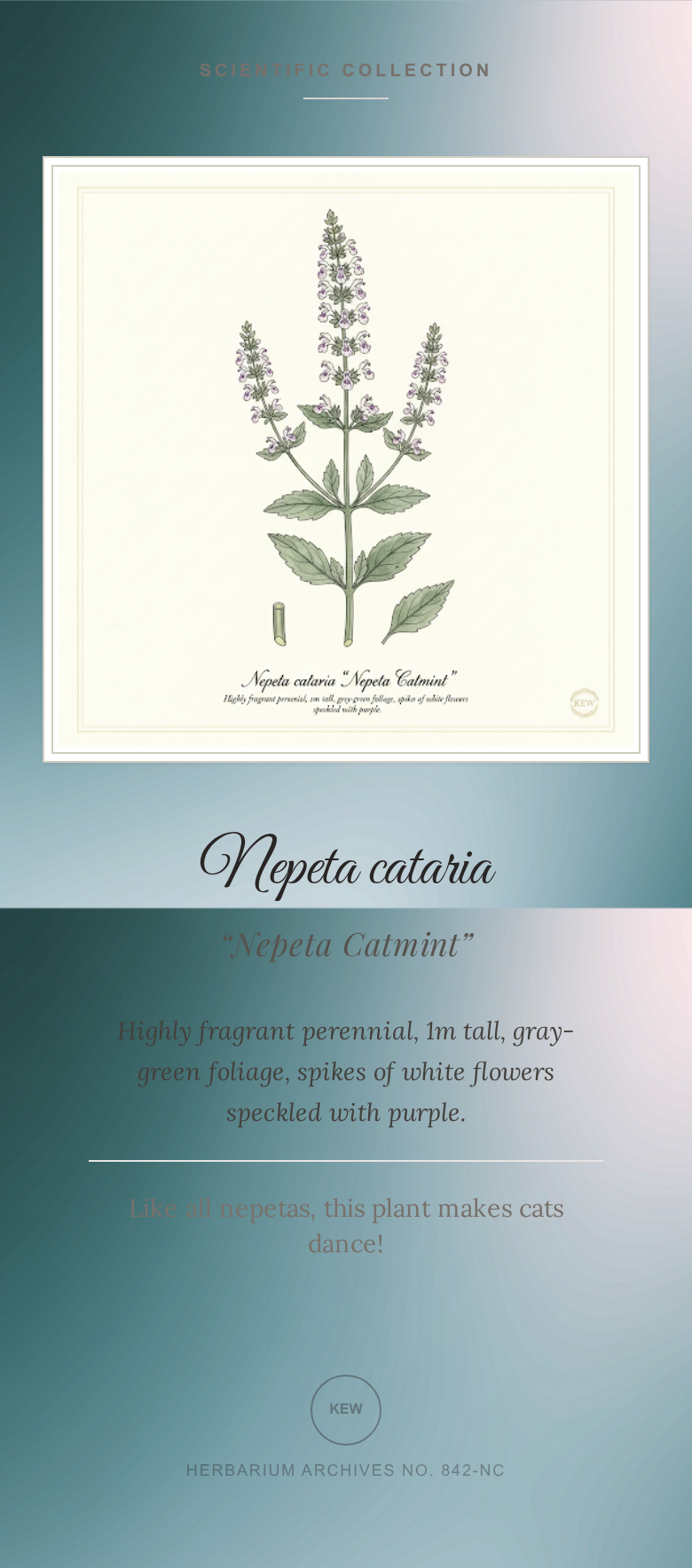 Graines de Nepeta Catmint