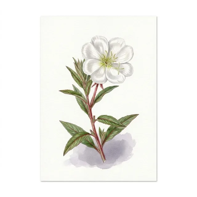 Oenothere Onagre ou Jambon du Jardinier, illustration botanique