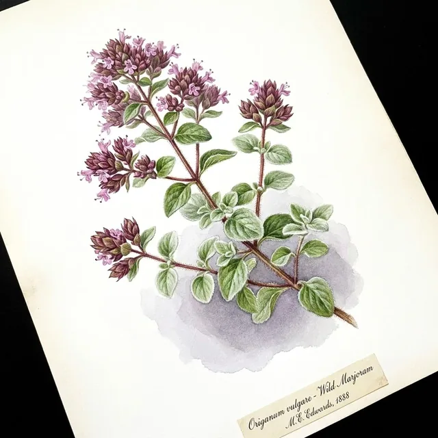 Origan Commun ou Marjolaine Sauvage ab - Plant, illustration botanique