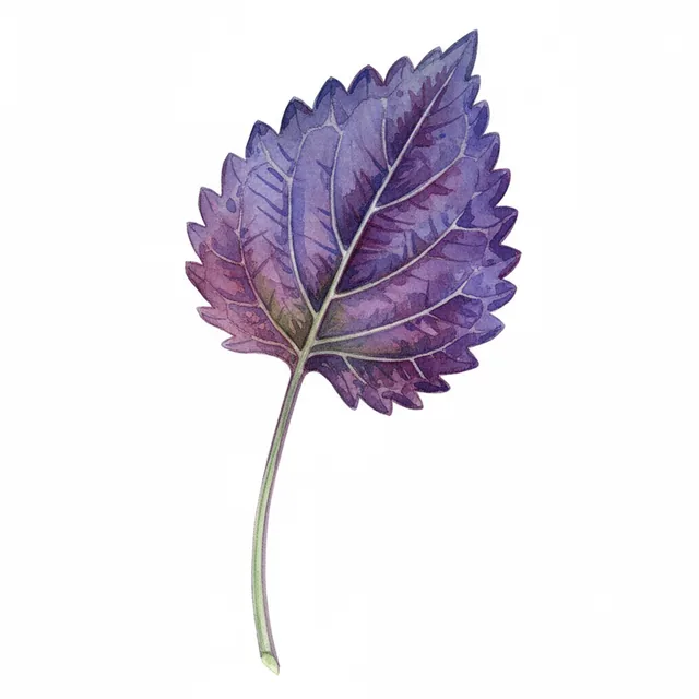 Perillas Laos violet, illustration botanique