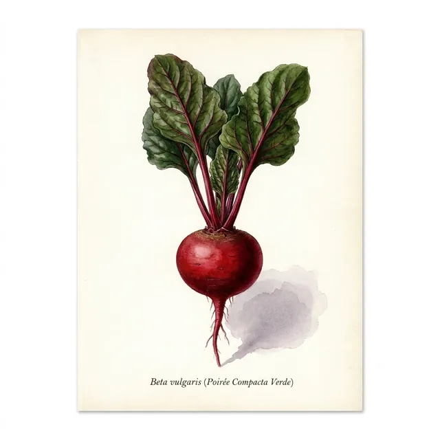 Poiree Compacta Verde, illustration botanique