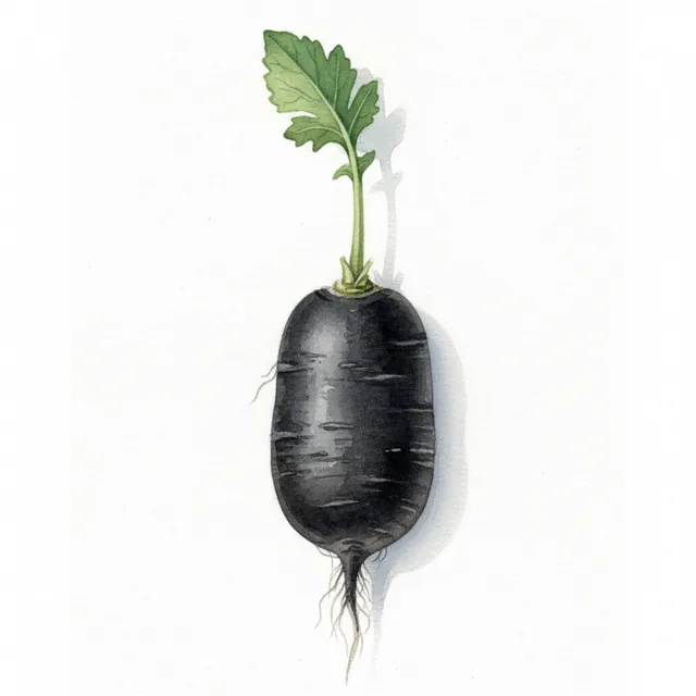 Radis Noir Bio, illustration botanique