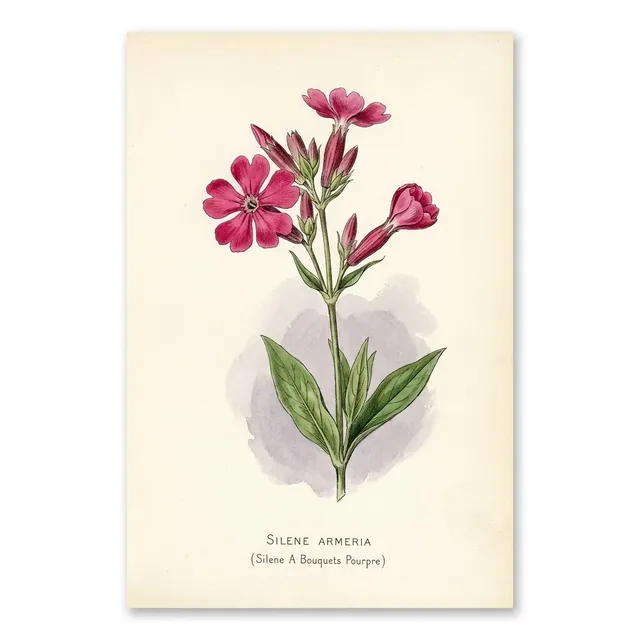 Silene A Bouquets Pourpre, illustration botanique