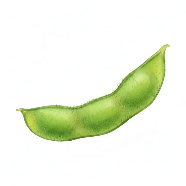 Soja Edamame Chiba Green, illustration botanique