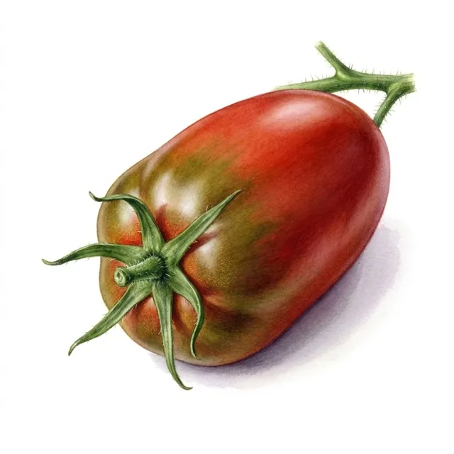 Tomate Blush, illustration botanique