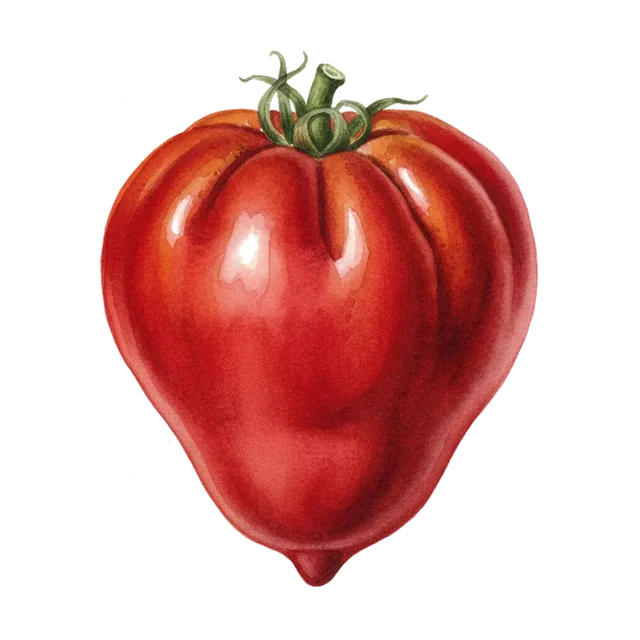 Tomate coeur de boeuf, illustration botanique