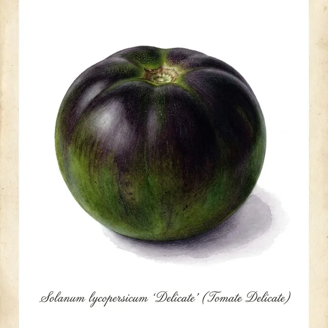 Tomate Delicate, illustration botanique