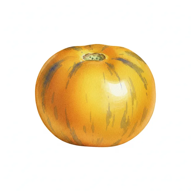 Tomate Indigo Jaune Ussurijskiy Tigr, illustration botanique