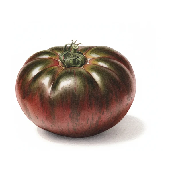 Aquarelle botanique de la tomate Noire Russe